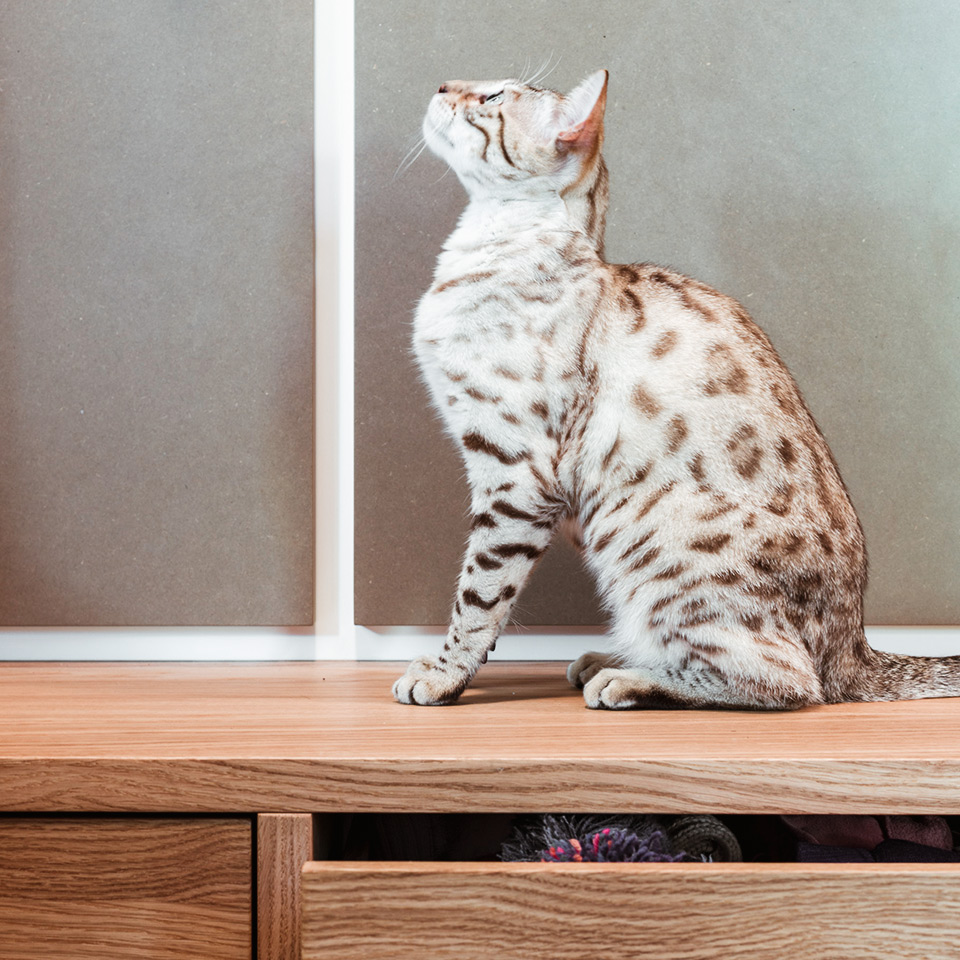 Die Katzer überlegt schon, wie sie die Garderobe in Baumform am besten erklimmen kann.