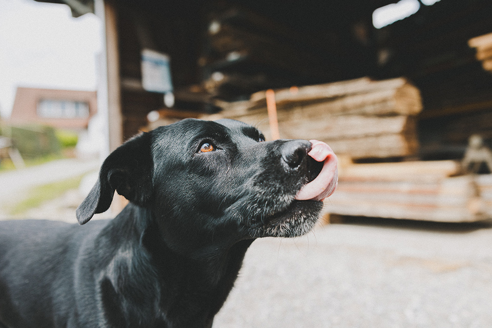 Die Schreinerei Liebwerk in Salem arbeitet mit Massivholz und mit Altholz